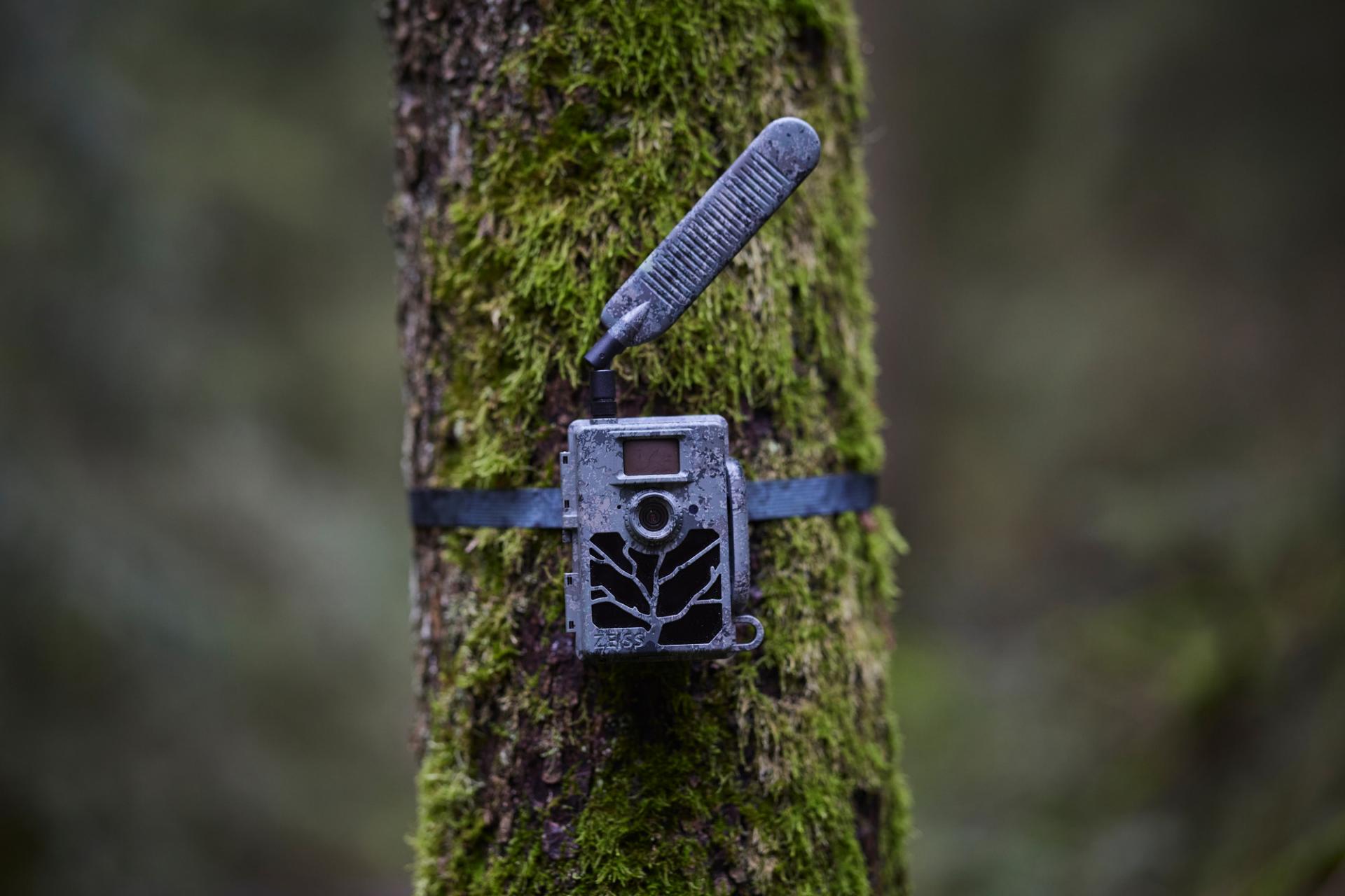A man in outdoor clothing mounts a ZEISS trail camera to a tree in a forest.