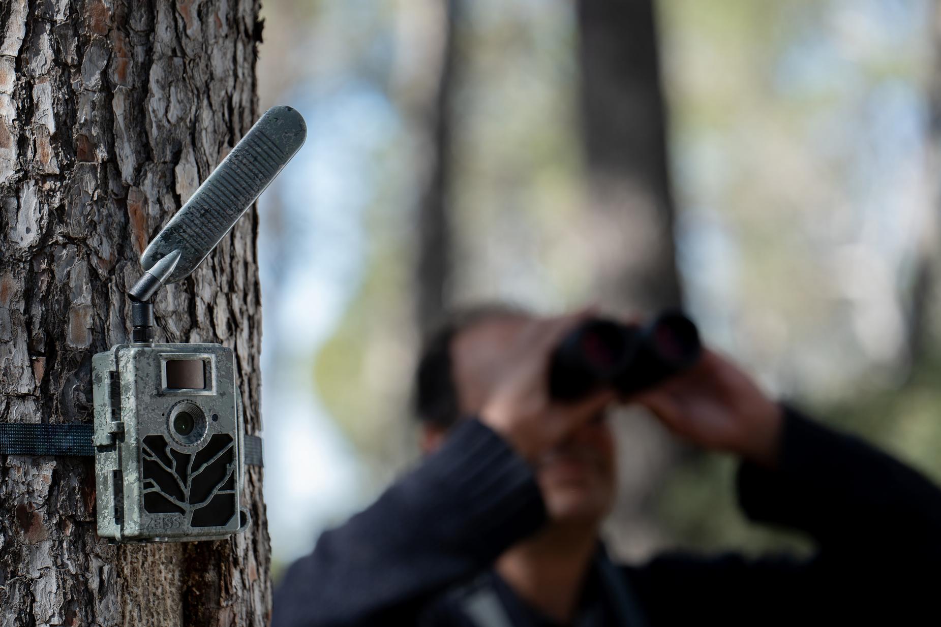 A trail camera is mounted on a tree in the forest while a person in the background observes through ZEISS binoculars.