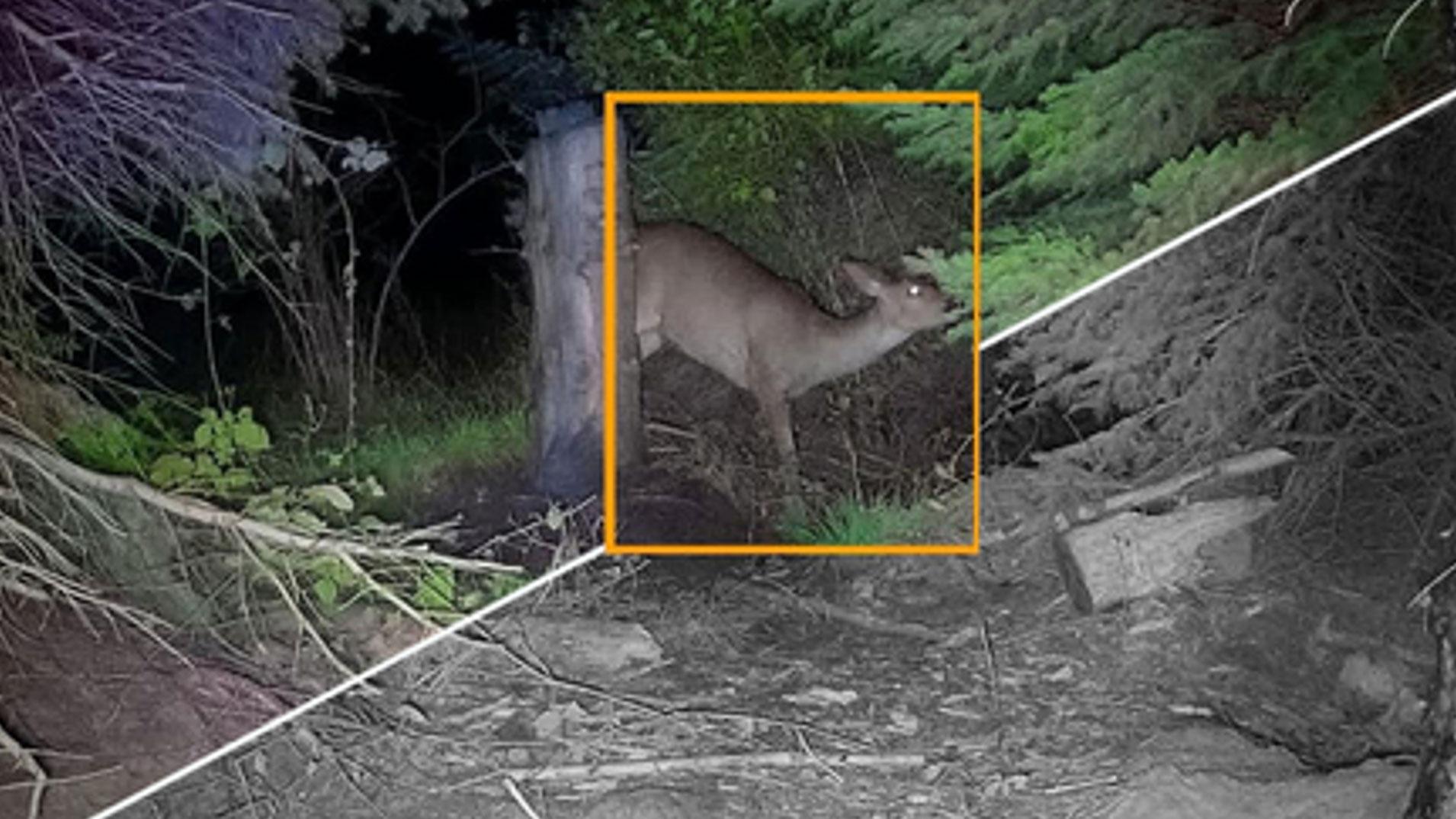 A trail camera night shot of a deer highlighted in an orange detection box, with half the image showing color and the other half in black and white