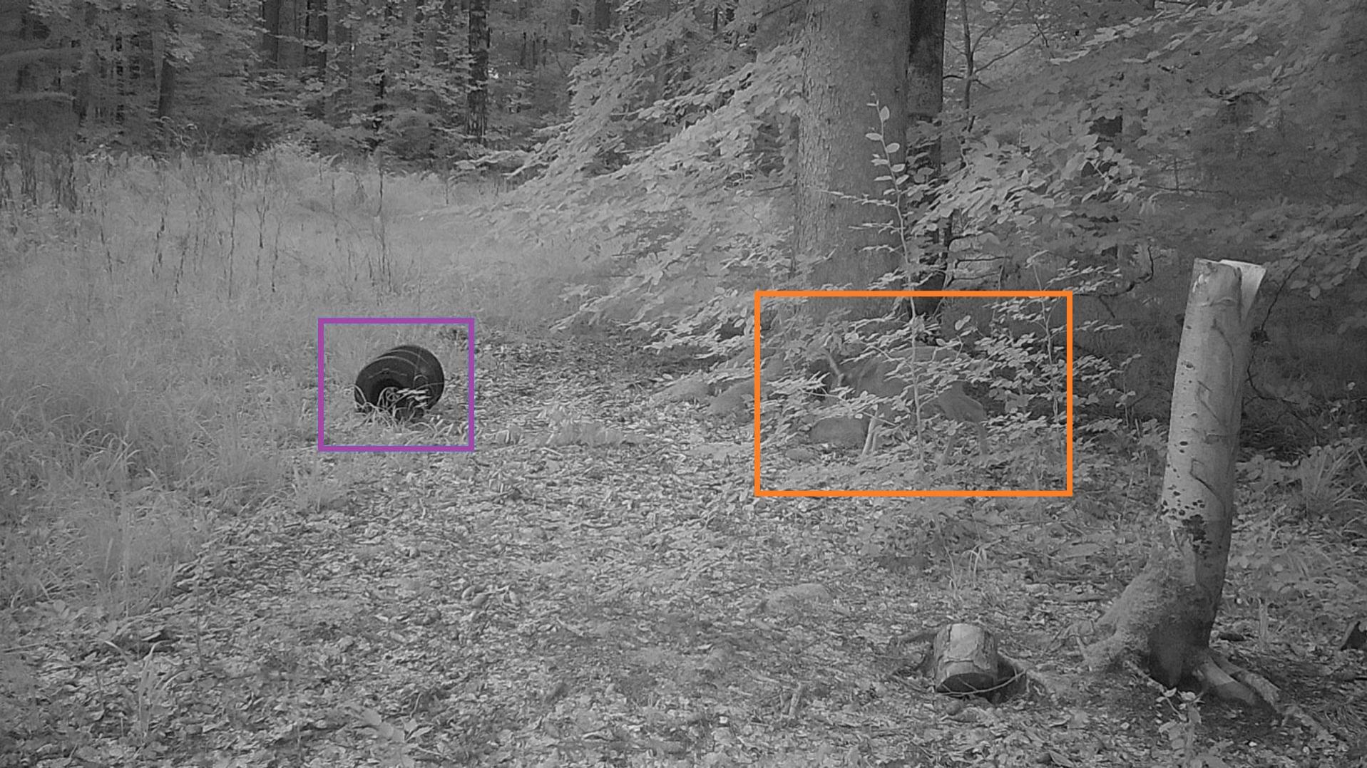 A black-and-white night vision trail camera image showing a wild animal in an orange detection box and a barrel highlighted in a purple box