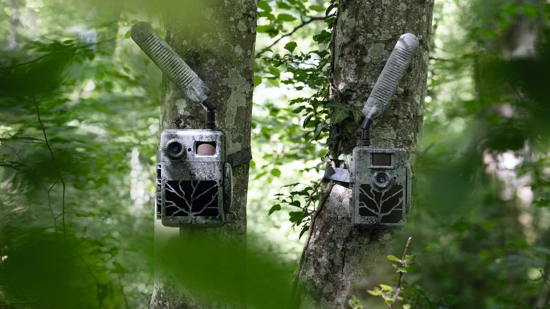 Two ZEISS trail cameras mounted on trees in a lush forest, ready to capture high-quality wildlife images and videos in their natural habitat.