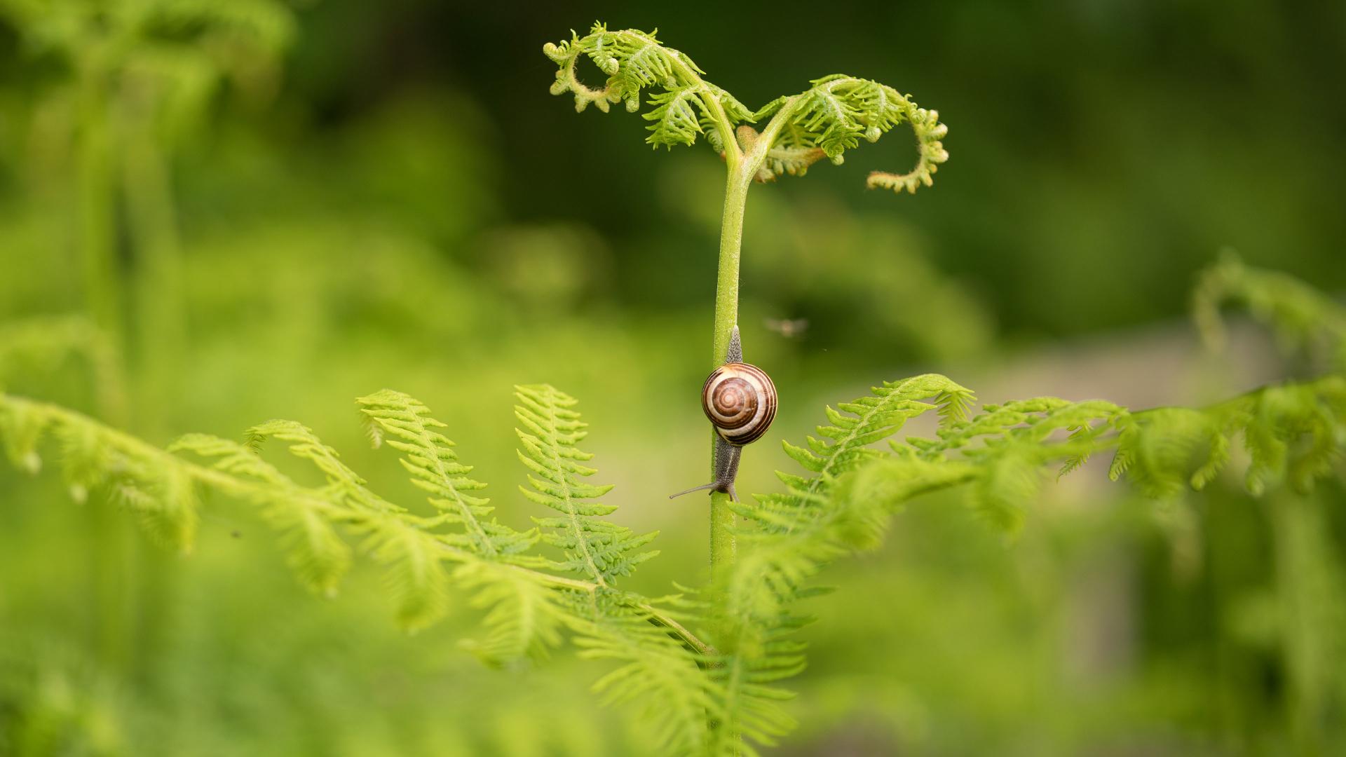 A small snail climbs a vibrant fern frond, showcasing the intricate details of nature captured with the clarity of ZEISS optics.