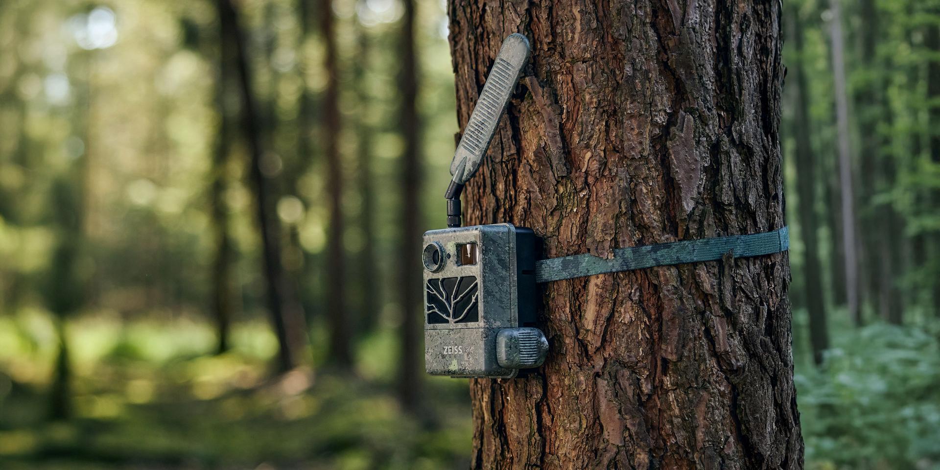 A wildlife camera is strapped to a tree trunk in a sunlit forest, capturing data in a natural setting for ZEISS.