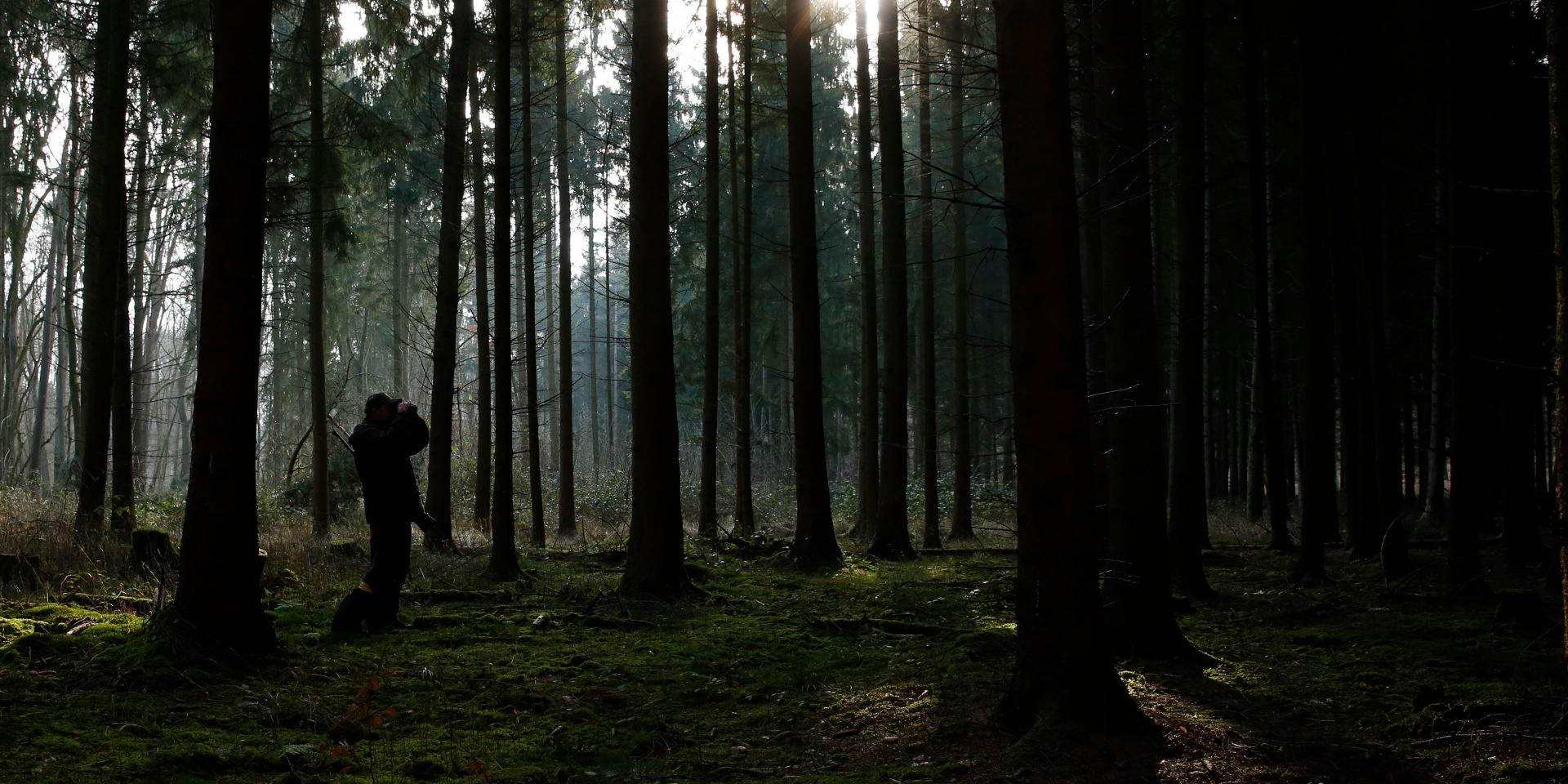 A person stands in a sunlit forest using binoculars, surrounded by tall trees and soft green moss.