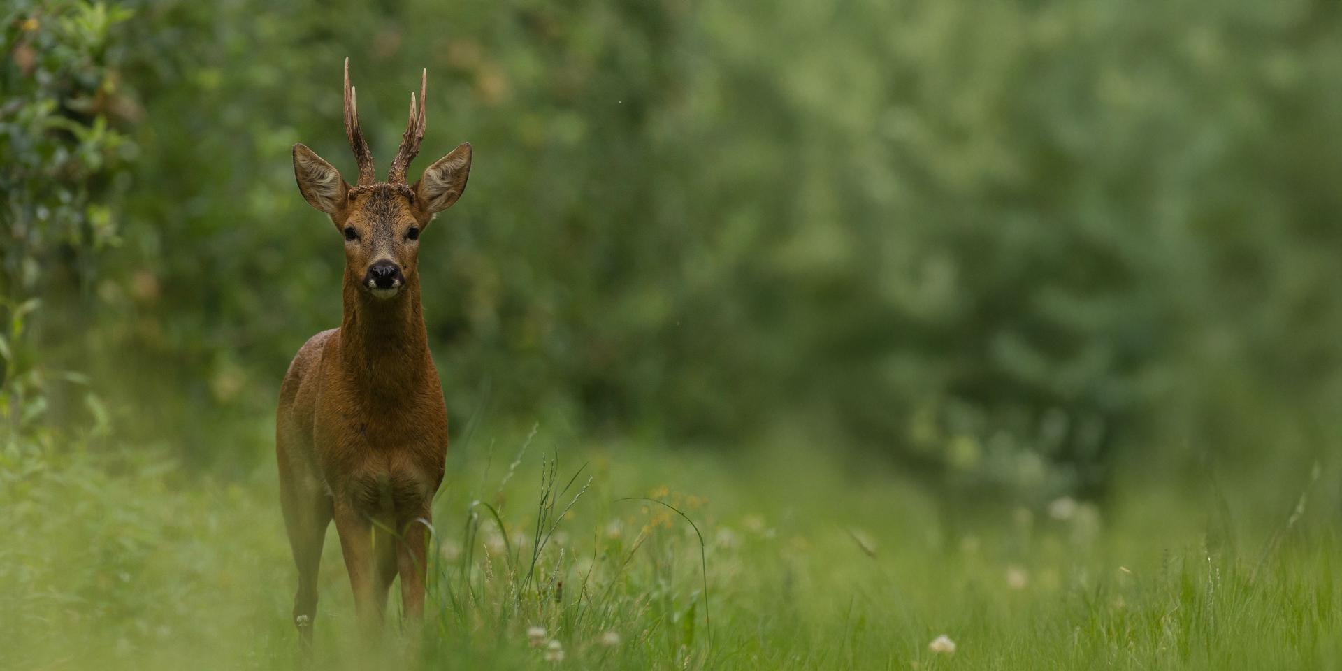 A young deer with small antlers stands alert in a lush green meadow surrounded by dense foliage, captured in sharp detail.