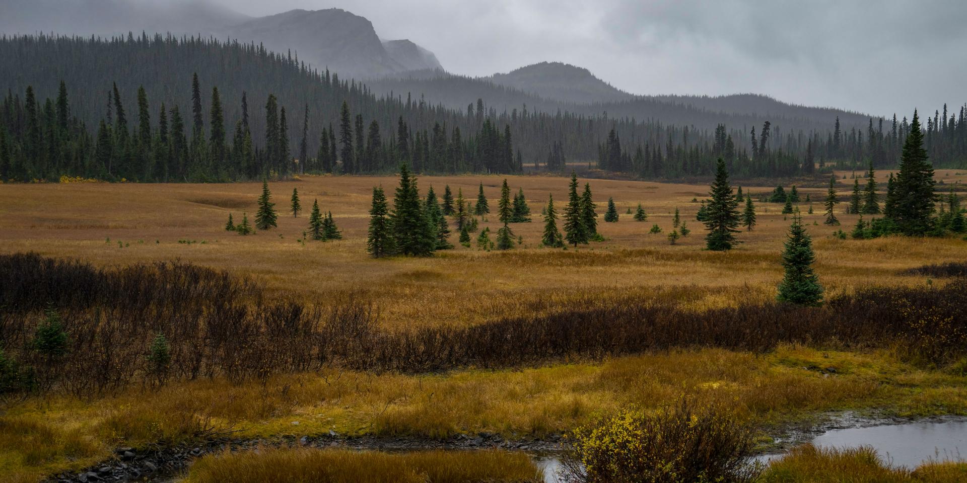 A wide, open landscape with golden grassy fields, scattered evergreen trees, and distant misty mountains under a cloudy sky.