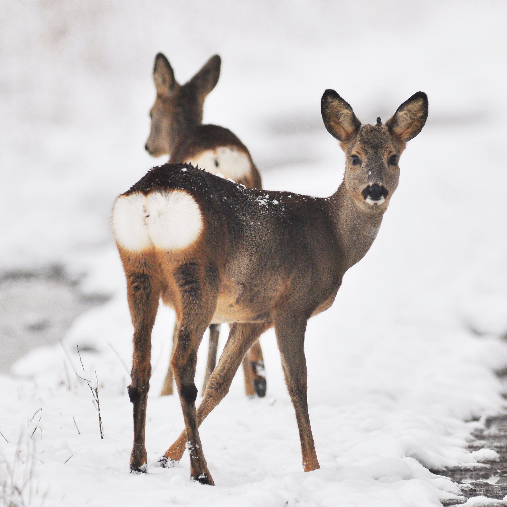Two roe deer stand alert on a snowy path, with one looking directly at the camera.