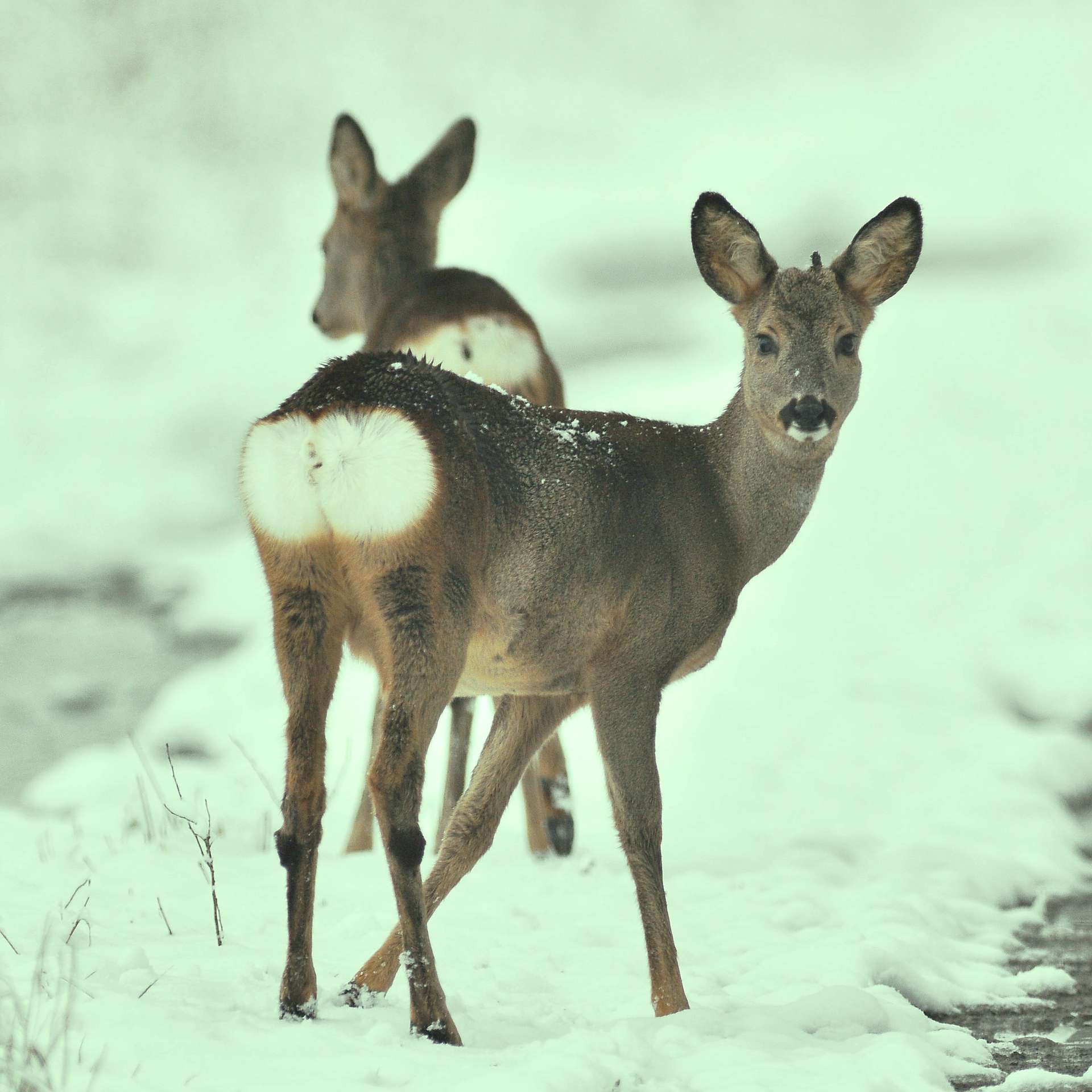 Two roe deer stand alert on a snowy path, with one looking directly at the camera.
