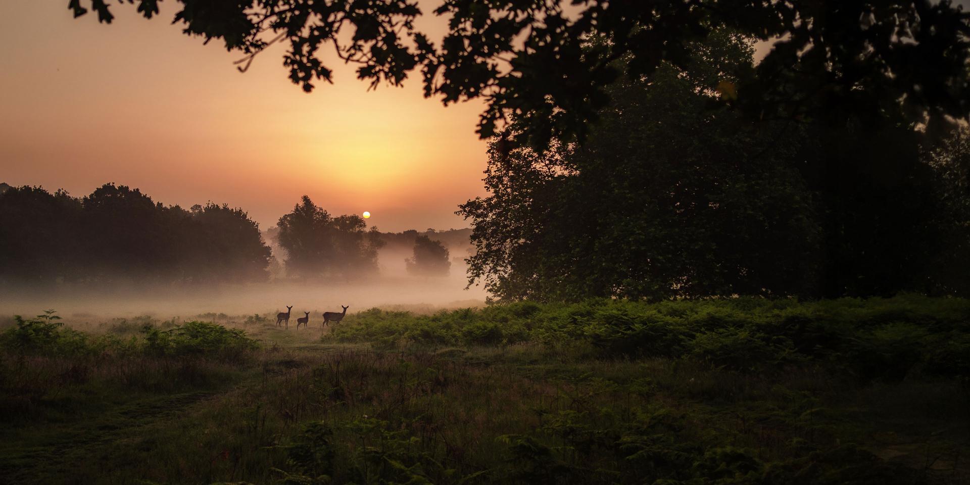 Three deer stand in a misty, green forest clearing at sunrise with the sun rising behind distant trees.