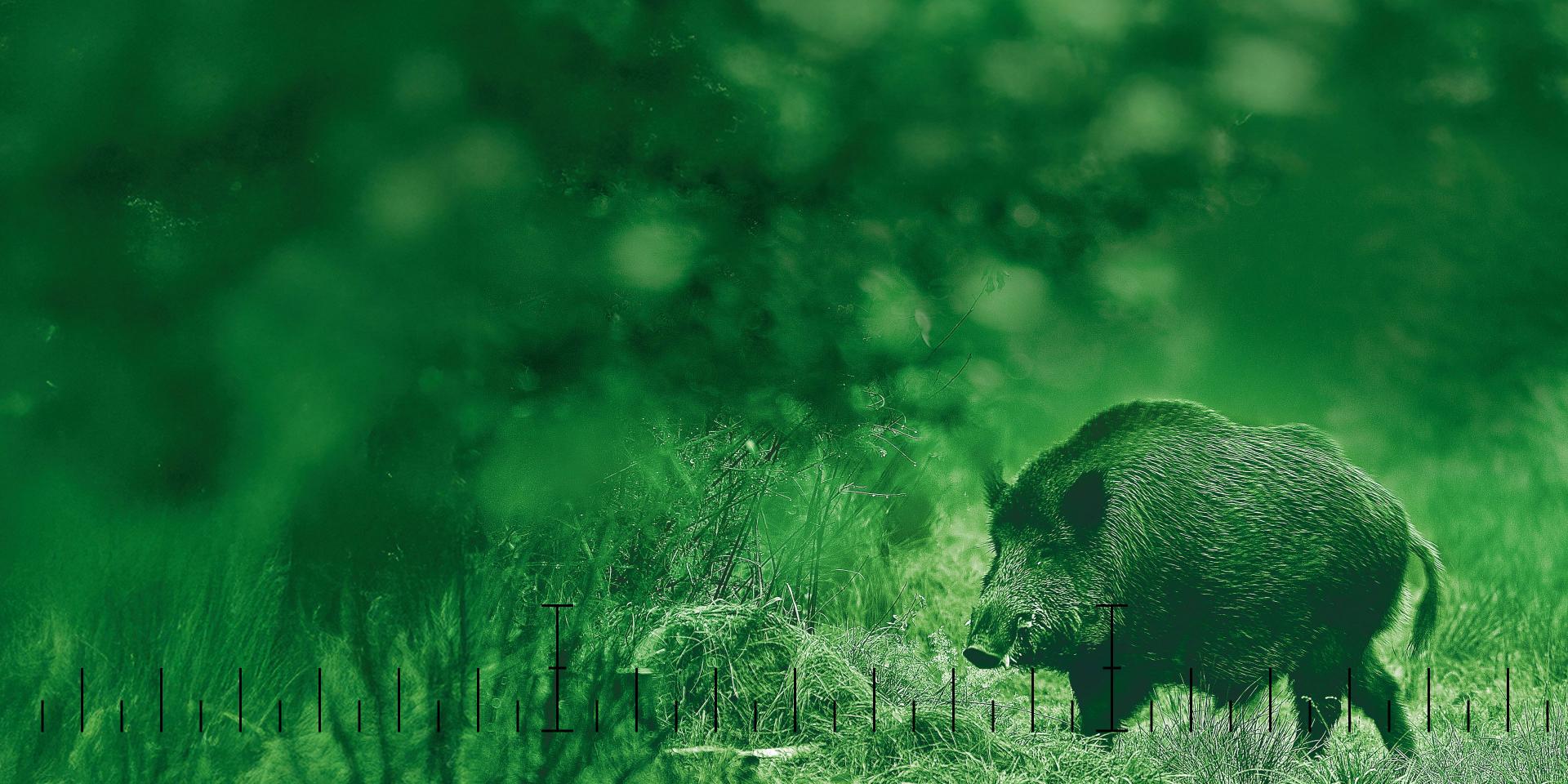 A wild boar is seen through a green-tinted ZEISS riflescope reticle in a forest setting.