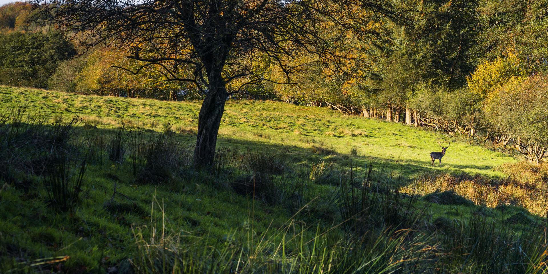 A deer stands in a sunlit clearing near the edge of a forest with tall grass and scattered trees in the foreground.