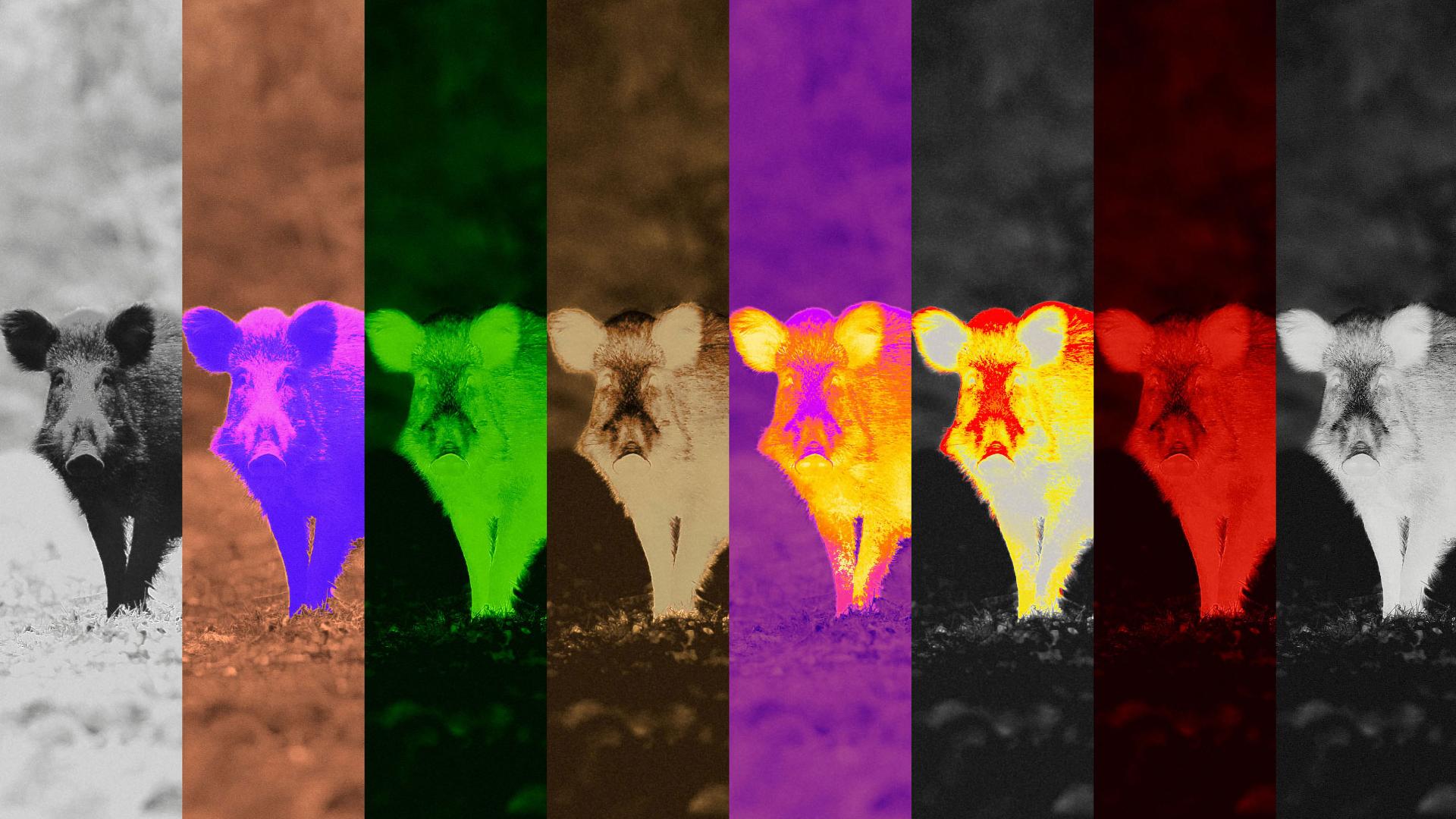 Image showing a wild boar rendered in nine vertical segments, each with a different color filter, illustrating various imaging modes or visualization technologies by ZEISS.