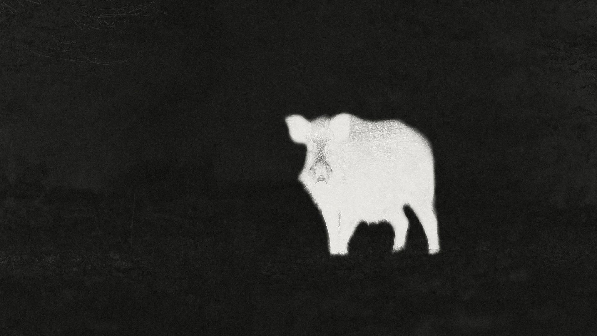 Thermal image of a wild boar standing in a dark environment, captured with ZEISS optics.