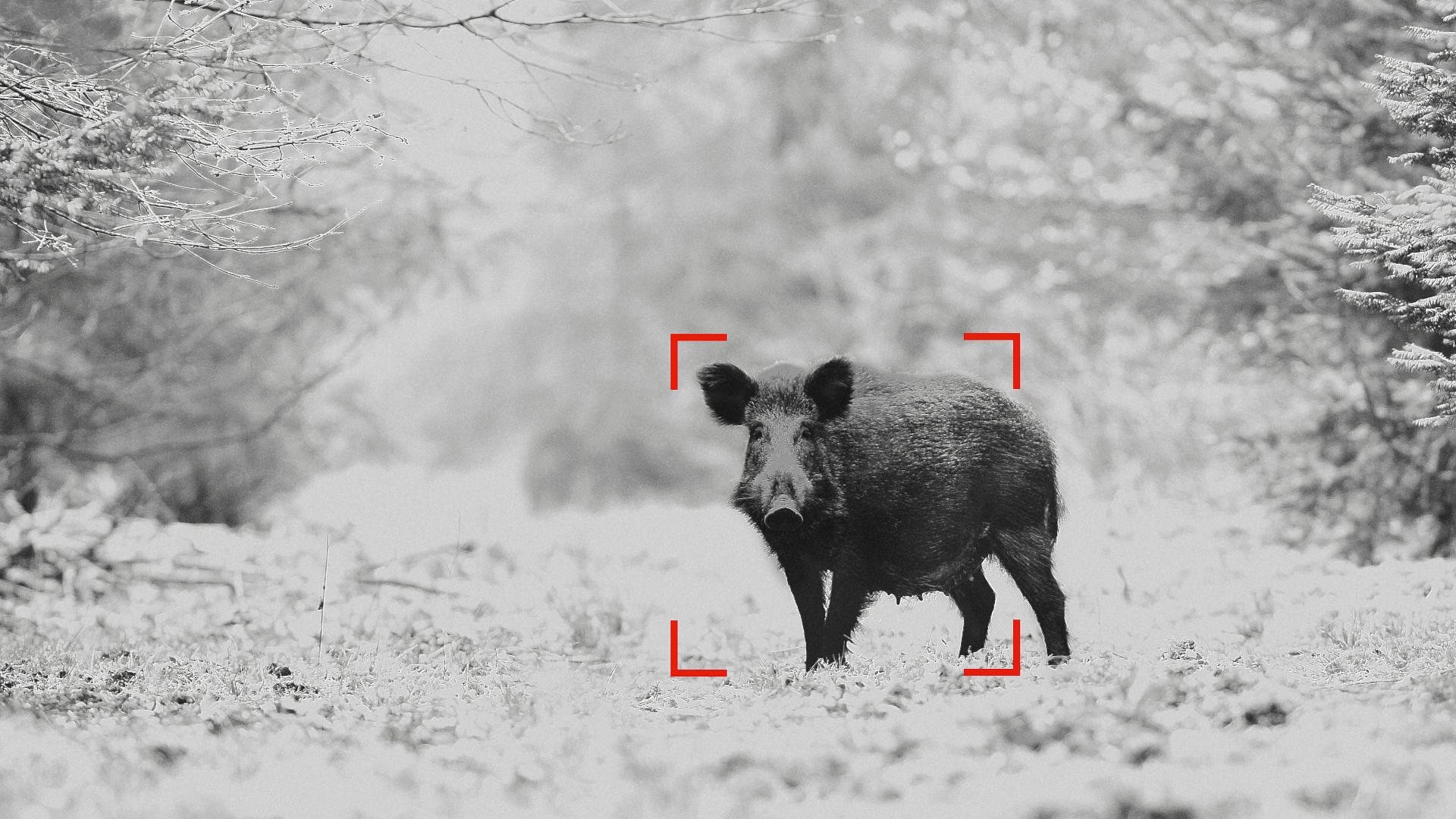 A wild boar stands in a snowy forest clearing, framed by red focus markers, likely viewed through a ZEISS optical device.