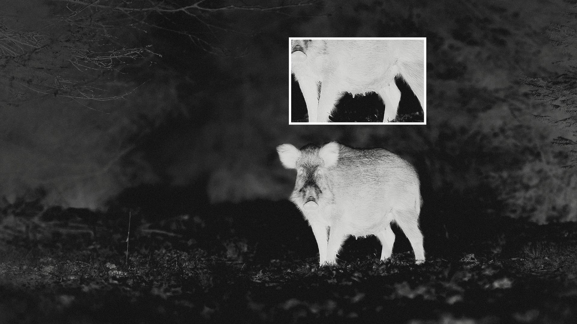 Thermal image of a wild boar in a dark forest with a zoomed-in inset showing enhanced detail, captured using ZEISS optics.