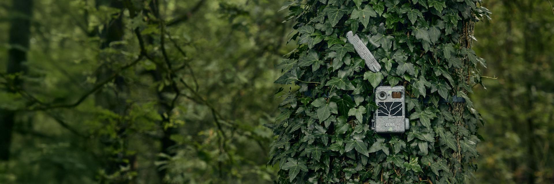A trail camera is mounted on an ivy-covered tree trunk in a dense forest.