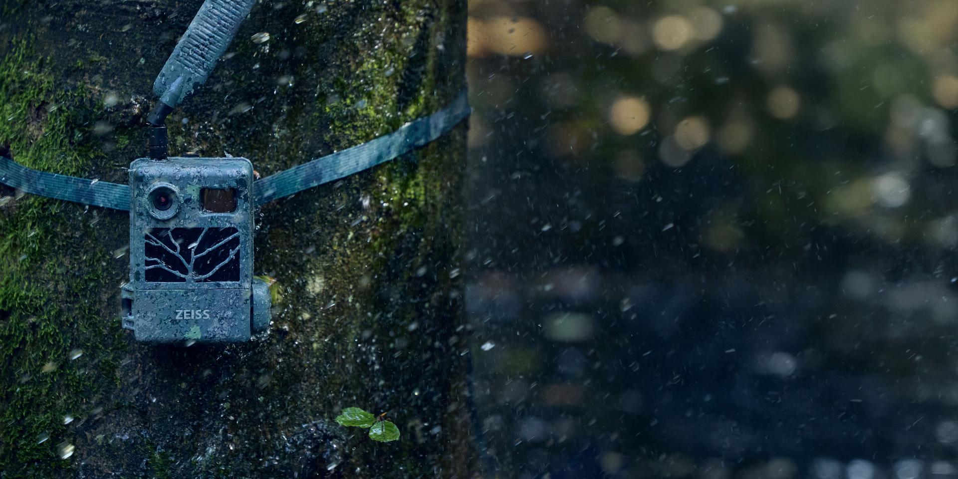 A ZEISS trail camera is strapped to a moss-covered tree trunk in a forest environment.