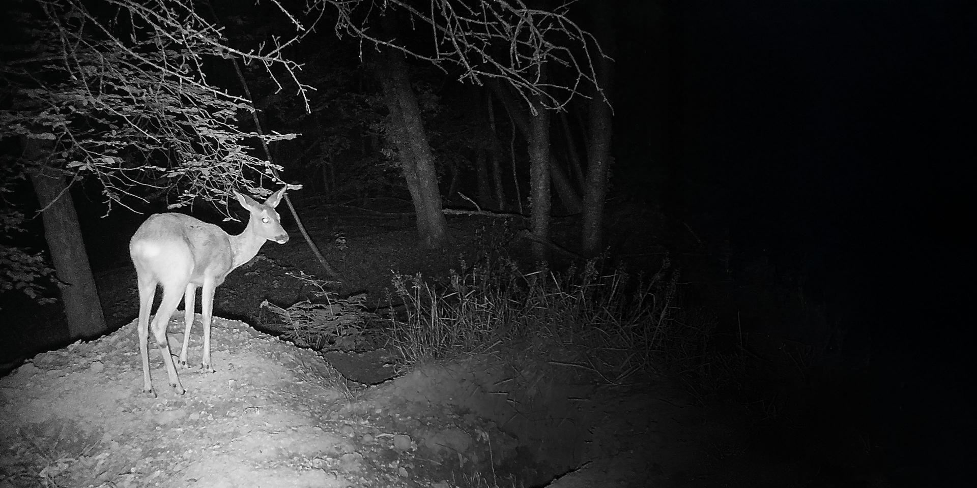 A deer stands alert at the edge of a forest clearing at night, illuminated in black and white detail.
