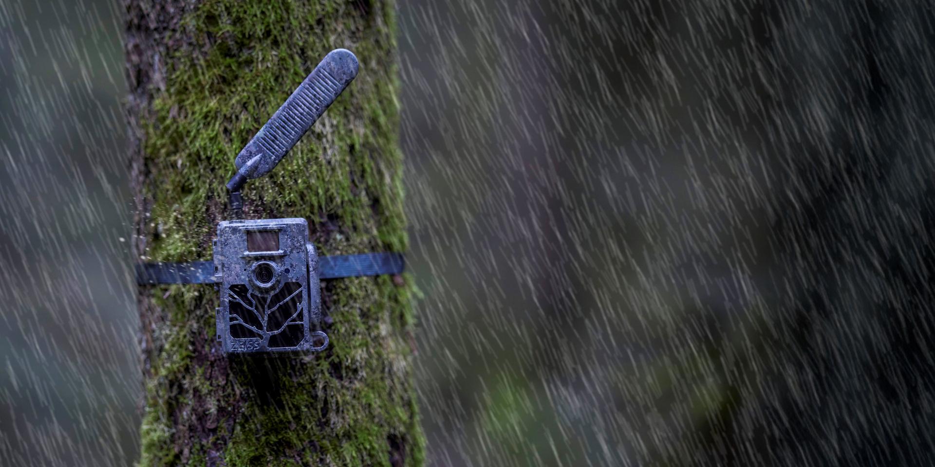 A trail camera is strapped to a moss-covered tree trunk in heavy rain.