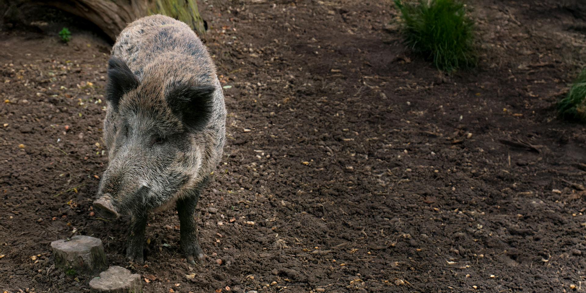 A wild boar stands on muddy ground with sparse vegetation in a natural outdoor setting.