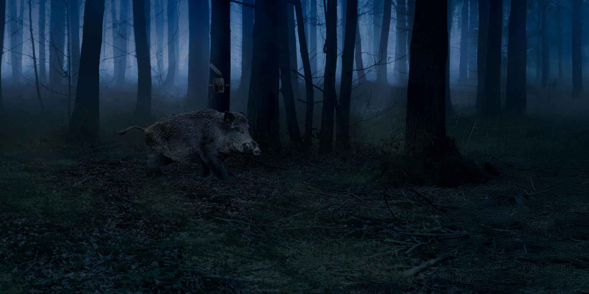 A wild boar runs through a dark, misty forest illuminated by moonlight.