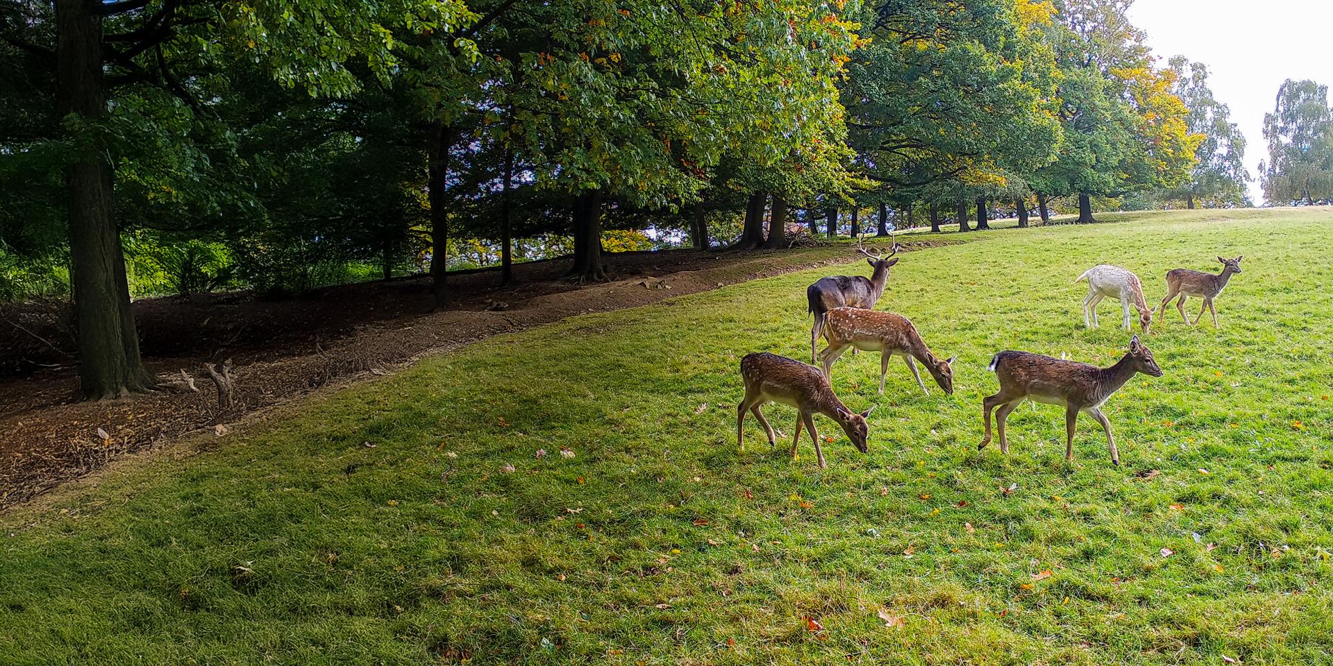 A group of deer grazes on a grassy field near a forest edge under a canopy of tall green trees.