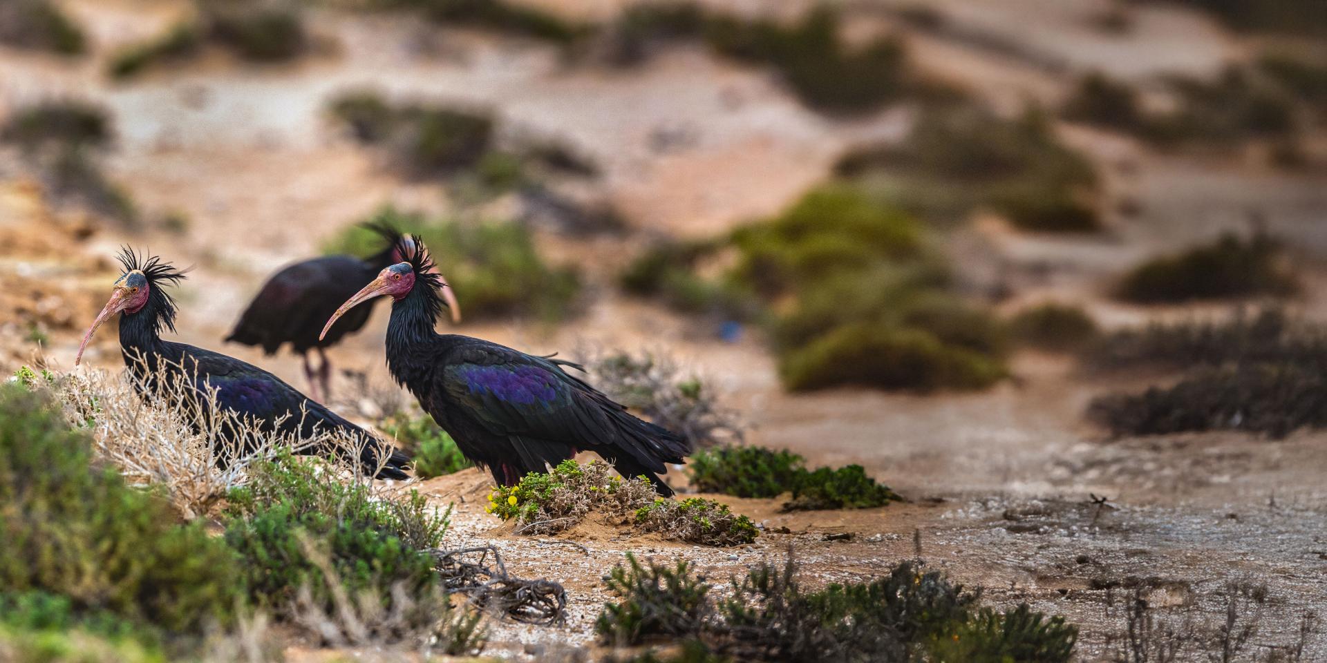 Three Northern Bald Ibises standing among coastal vegetation in a sandy, arid landscape, captured in sharp detail.