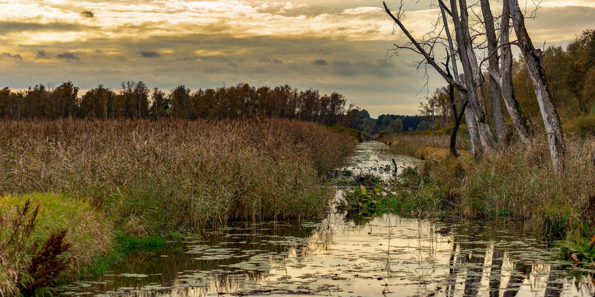 A calm wetland landscape with tall grasses, a reflective waterway, and leafless trees under a cloudy sky, captured in high detail.