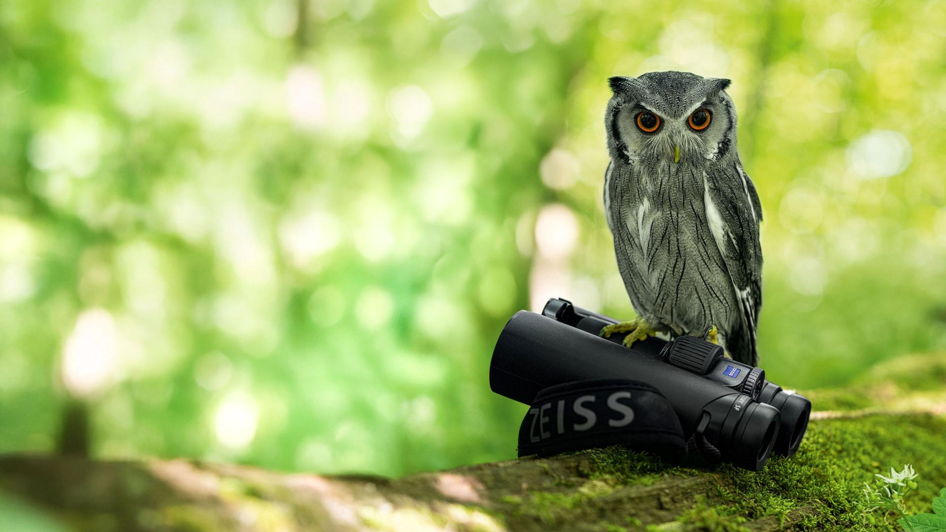 An owl is perched on a pair of ZEISS binoculars resting on a moss-covered tree branch in a sunlit forest.