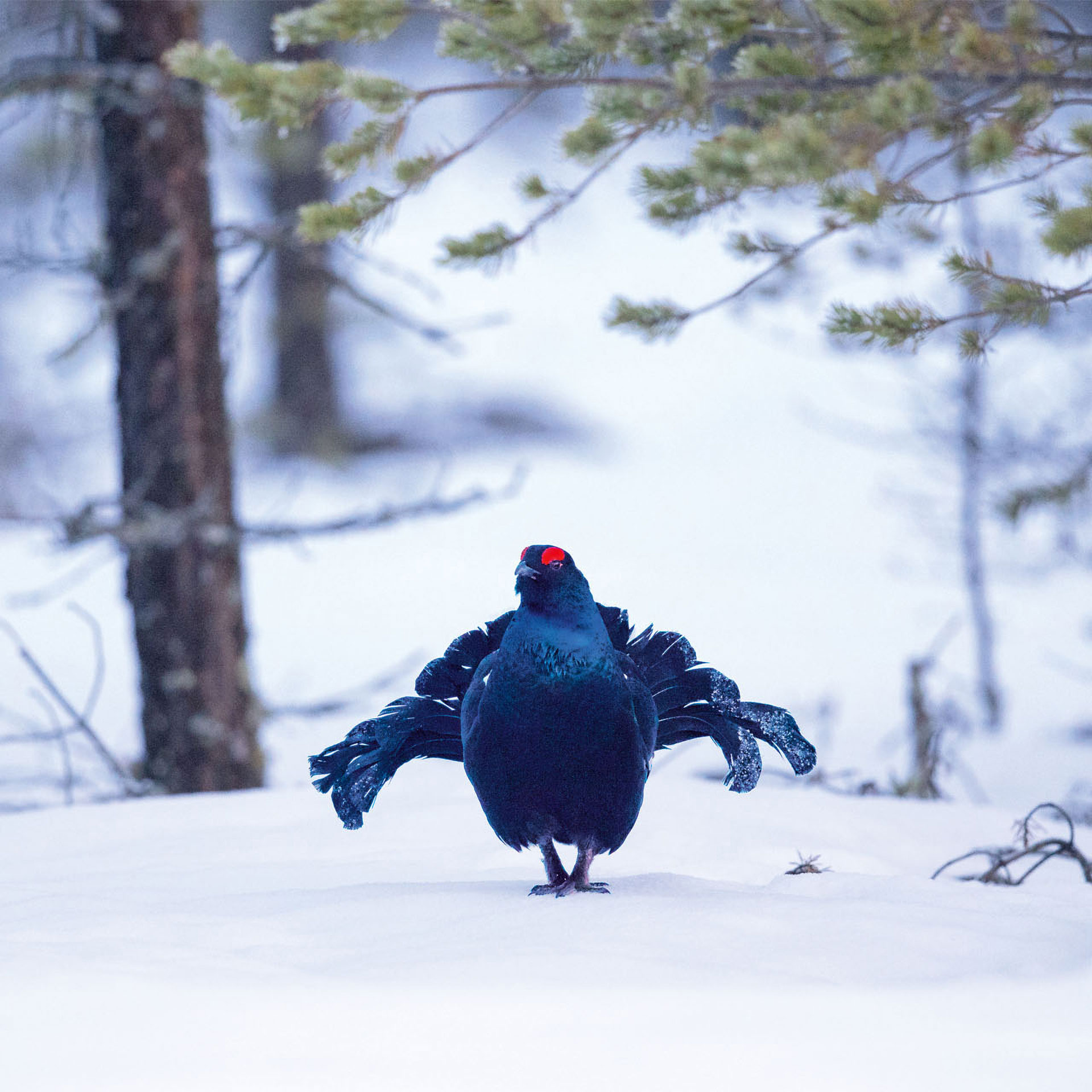 A black grouse with vivid red eye combs stands on snowy ground in a winter forest, captured in sharp detail.