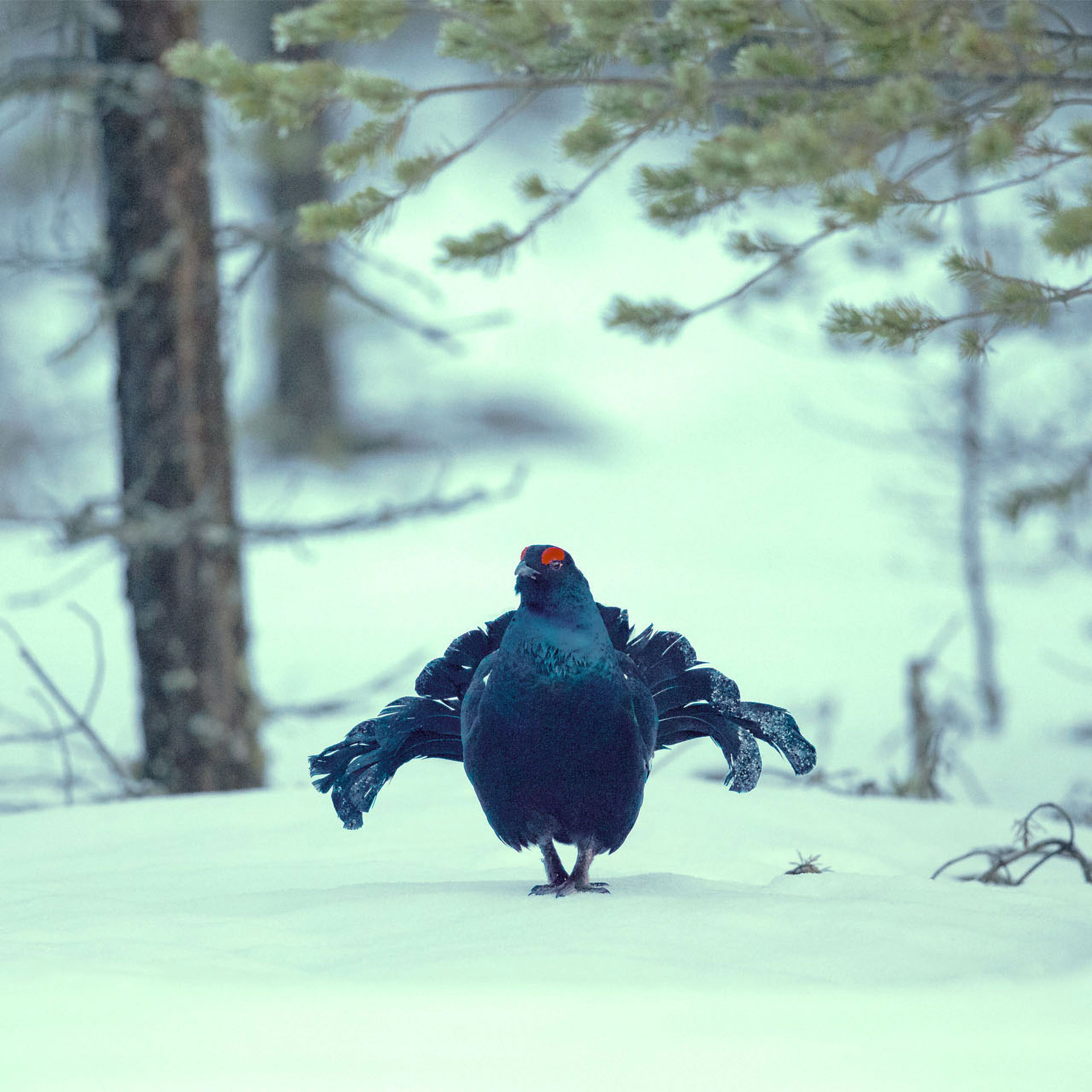 A black grouse with red eye combs stands on snow-covered ground in a snowy forest.