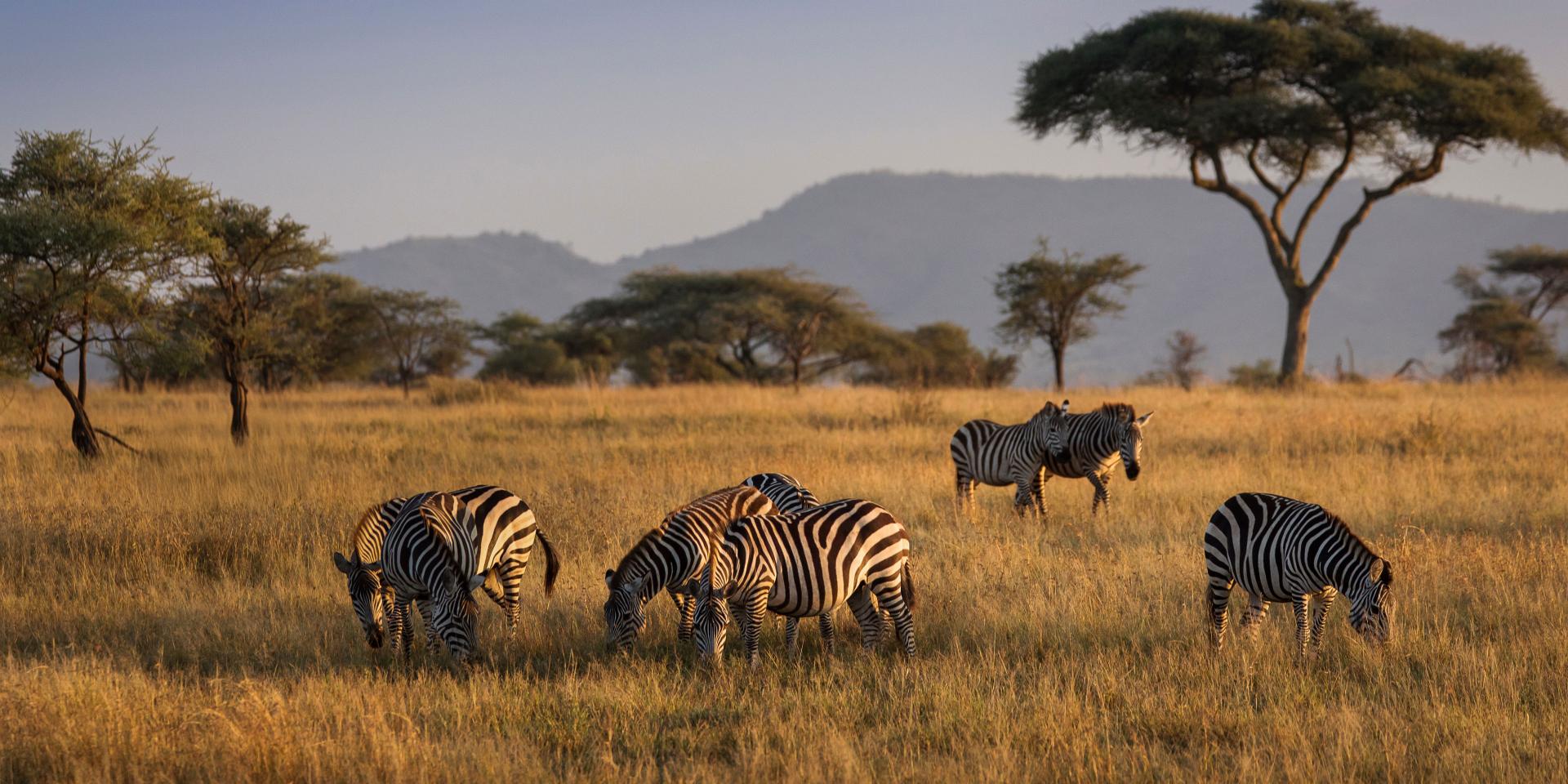 A group of zebras grazes in a golden savanna landscape with acacia trees and distant mountains under a clear sky, captured with ZEISS clarity.
