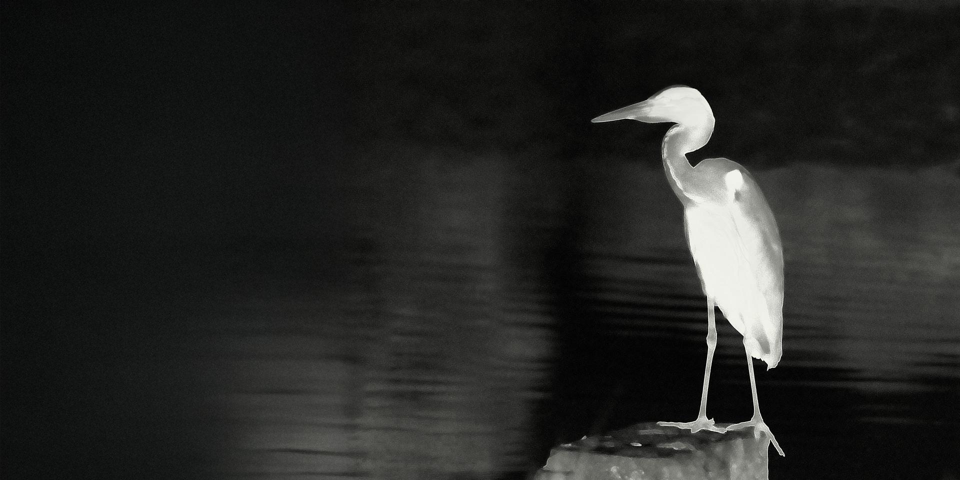 Thermal image of a heron standing on a rock by the water at night, captured in high contrast detail using ZEISS technology.