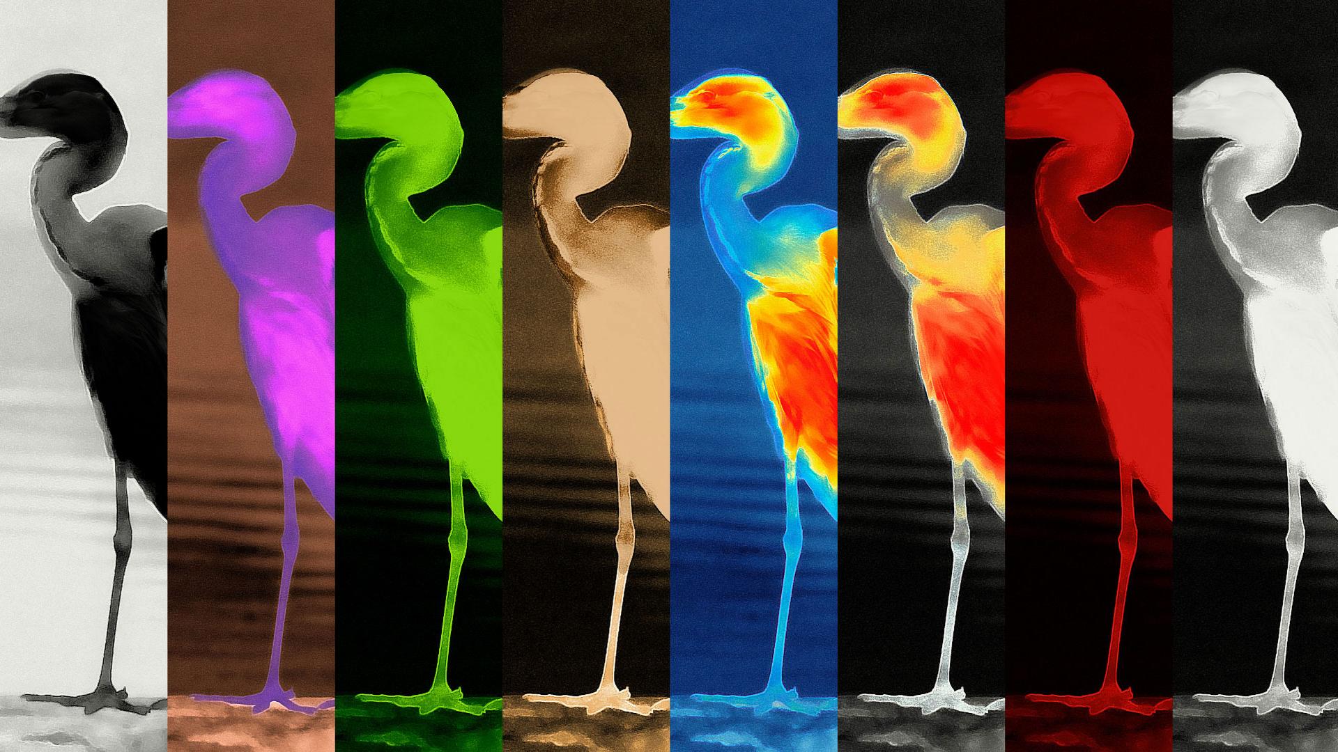 A heron is shown in eight vertical panels, each representing a different imaging or color filter effect, illustrating advanced visual technologies.