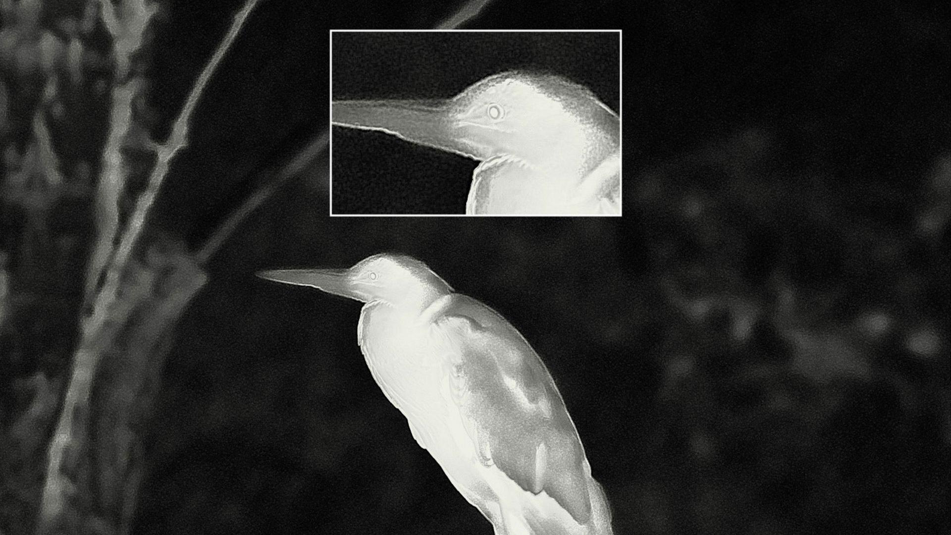 Thermal image of a bird perched on a branch at night with a ZEISS zoomed-in inset highlighting detailed head and beak features.