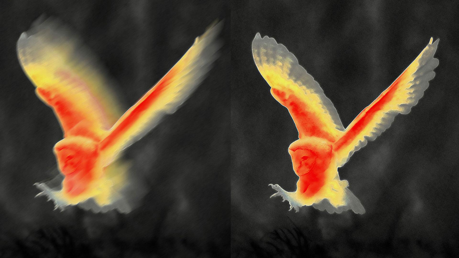 Side-by-side thermal images of a bird in flight, with the right image appearing sharper and more detailed than the left.