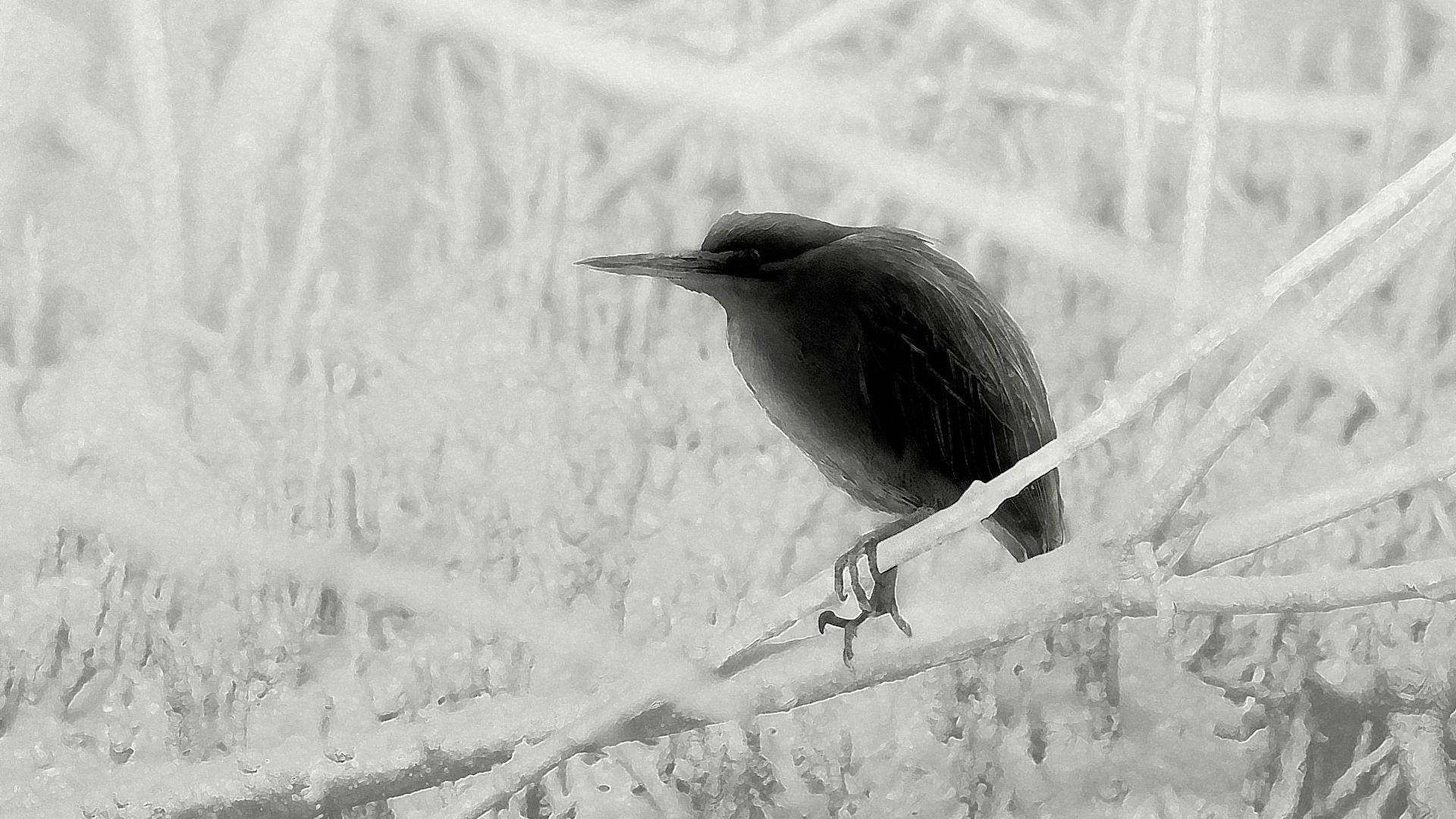 A bird perched on a frosty branch in a snowy, high-contrast landscape captured in black and white.
