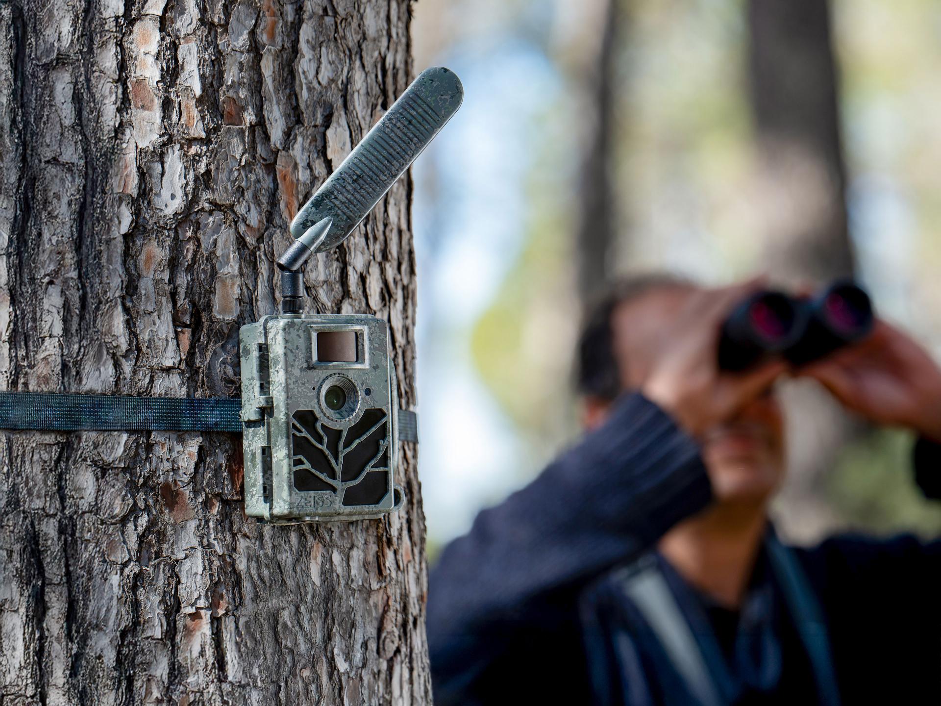 A trail camera is strapped to a tree while a person in the background observes through binoculars.