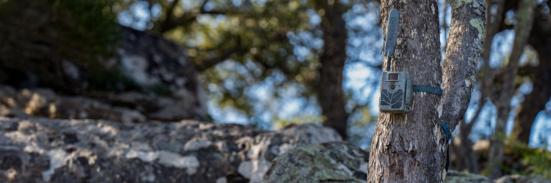 A trail camera is strapped to a tree in a rocky forested area under natural daylight.