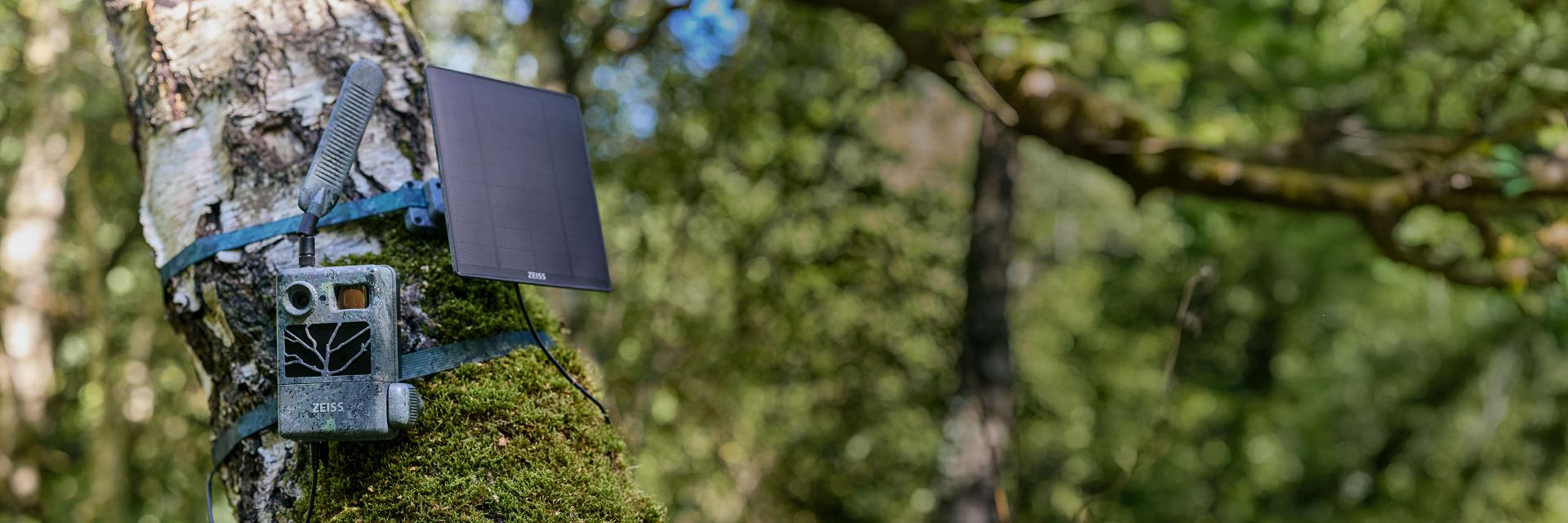 A ZEISS trail camera with a solar panel is strapped to a moss-covered tree in a forest setting.