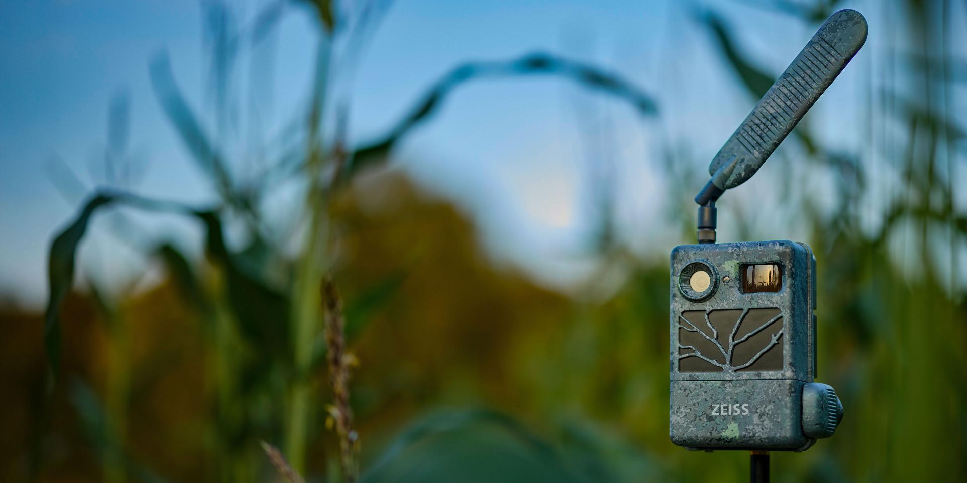 A ZEISS trail camera with an antenna is mounted in a field surrounded by tall green plants under a blue sky.