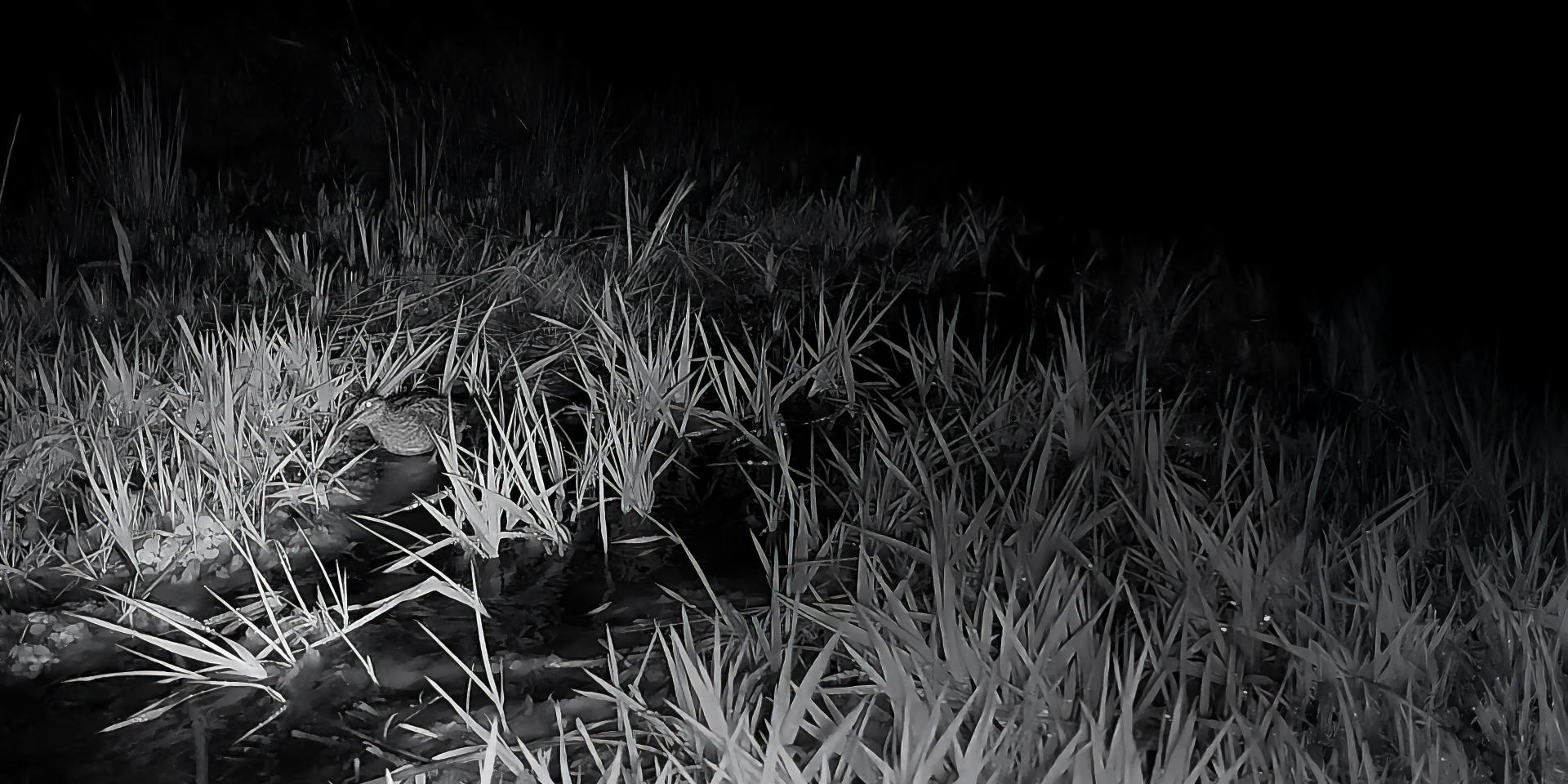 A nighttime scene showing tall grass near a water source, captured in high contrast and clarity, revealing a hidden animal, likely with a ZEISS night vision or thermal imaging device.