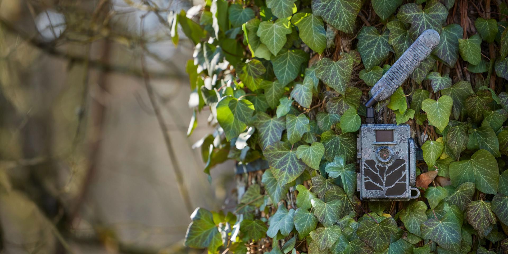A trail camera is mounted on an ivy-covered tree trunk in a forest setting.