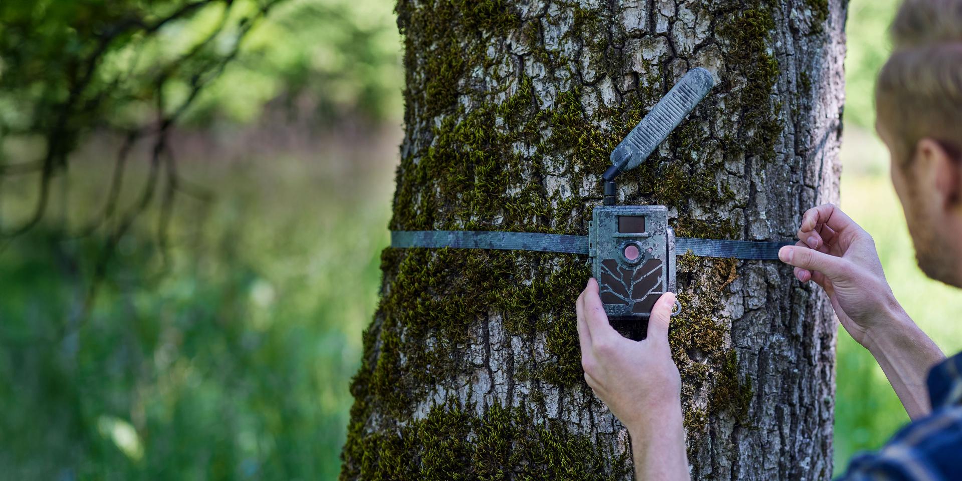 A person secures a trail camera to a moss-covered tree in a forested area using a strap.