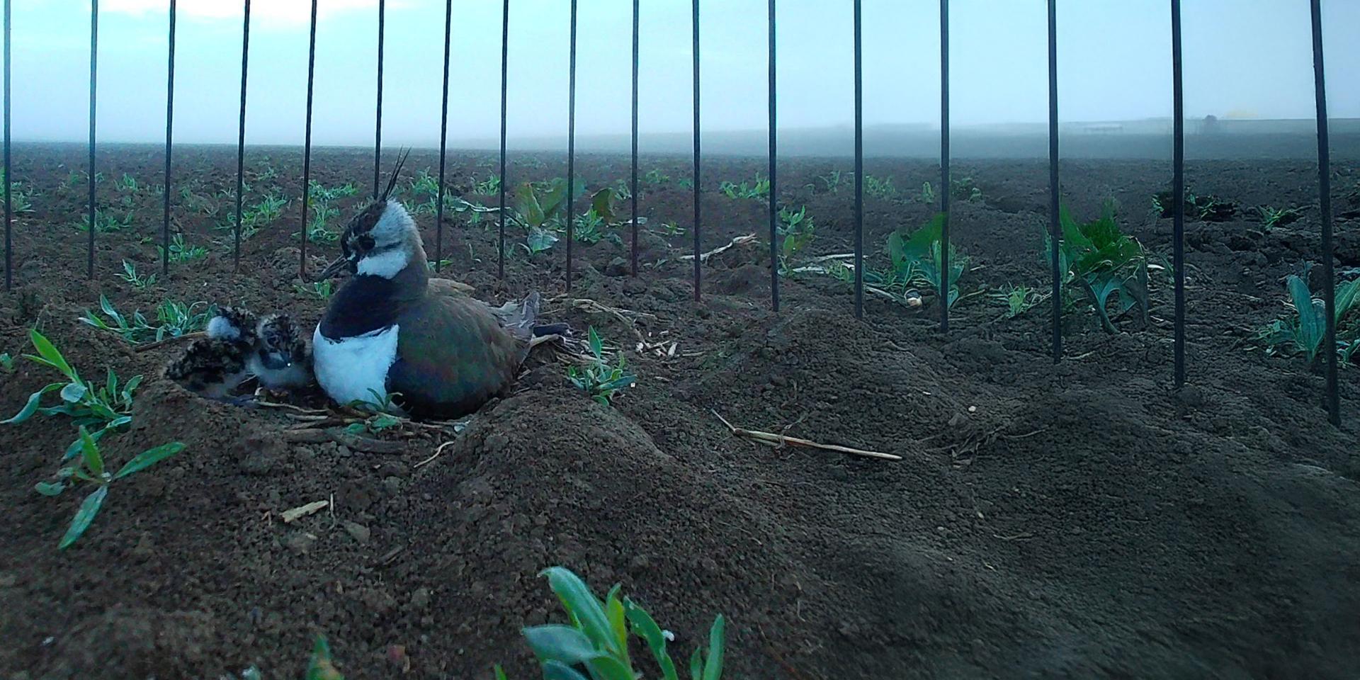 A bird is nesting on the ground with chicks, surrounded by sparse vegetation and vertical metal rods in a cultivated field.