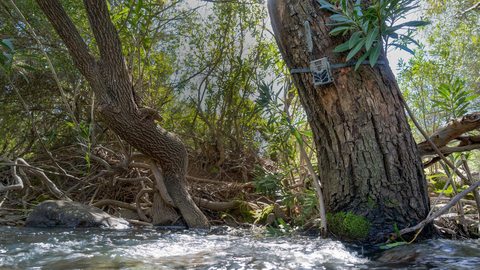 A trail camera is mounted on a tree trunk beside a flowing stream in a dense forested area, captured with clear detail and natural lighting.