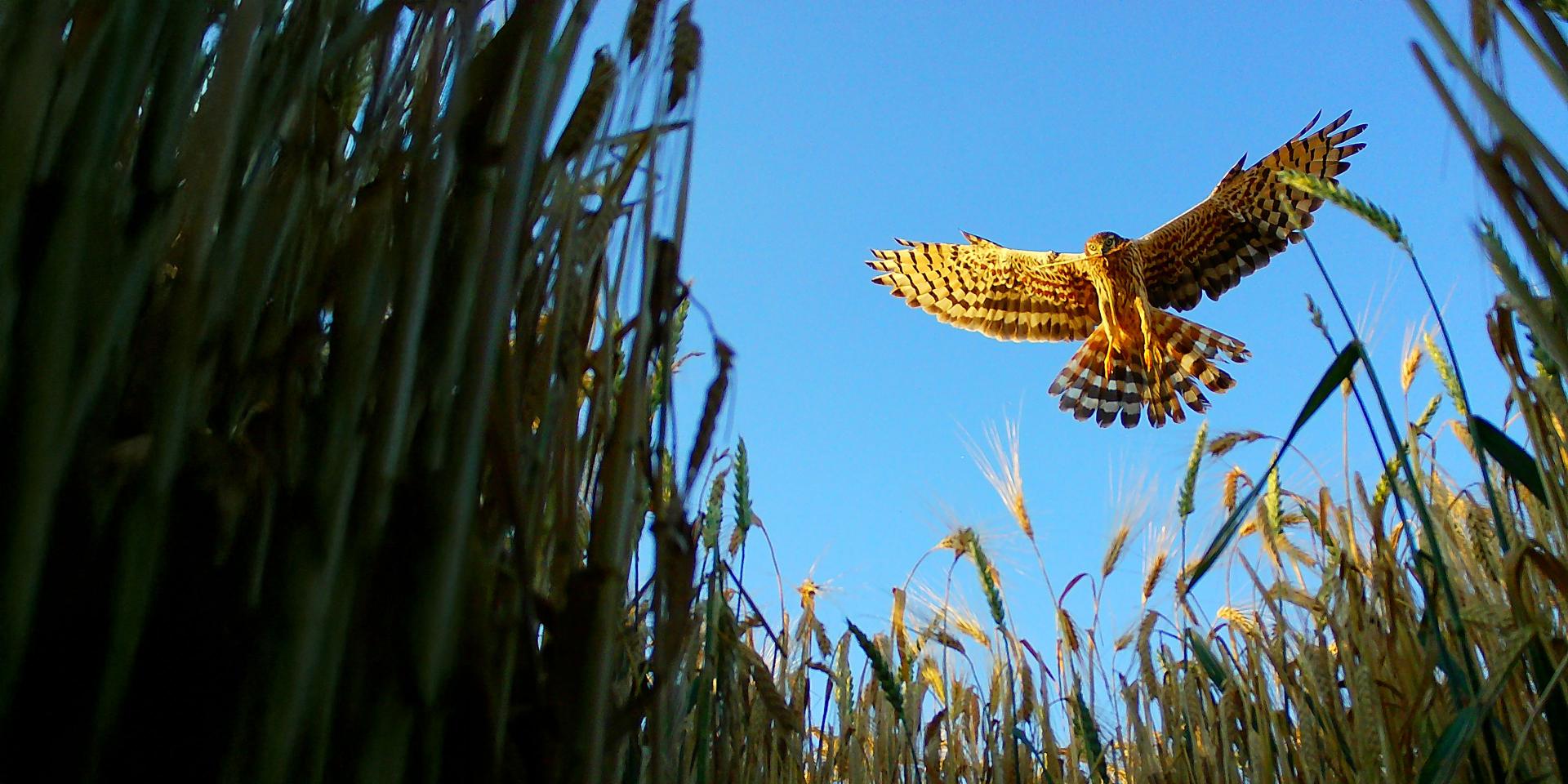 A bird of prey captured mid-flight above tall grass against a clear blue sky, viewed from a low angle, showcasing ZEISS optical precision.