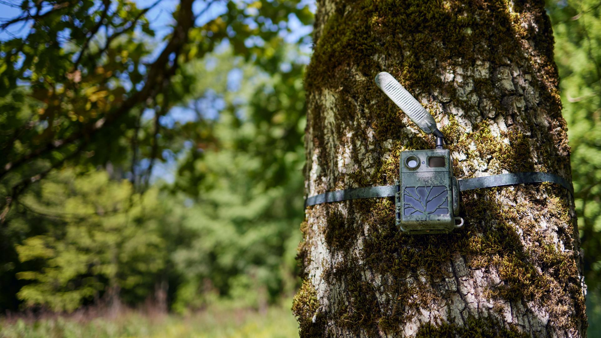 A ZEISS trail camera is strapped to a moss-covered tree trunk in a sunlit forest setting.