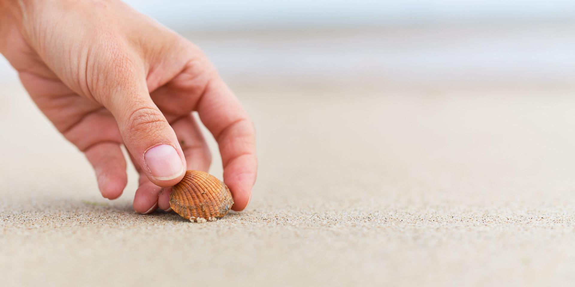 A hand delicately lifts a small seashell from the sand, capturing the intricate details of nature that inspire ZEISS precision optics.
