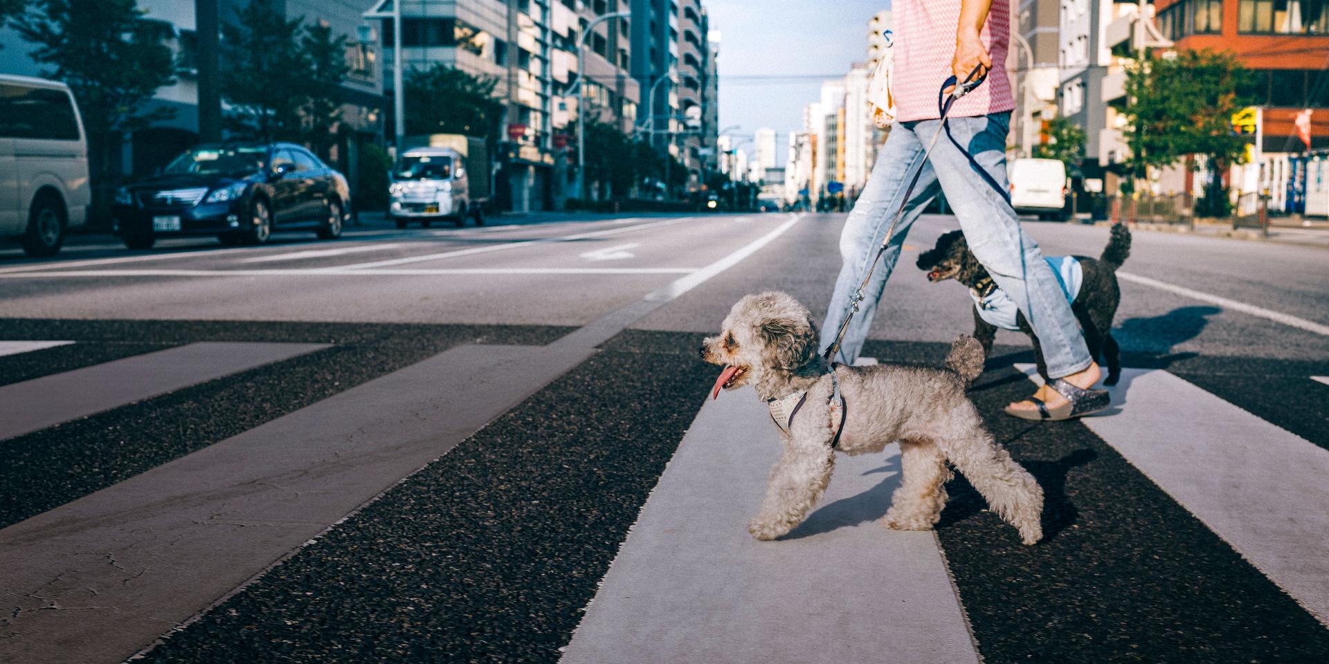 Two small dogs on leashes walk across a city crosswalk with their owner on a sunny day.
